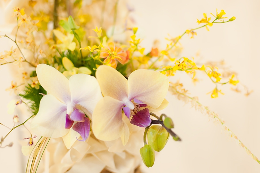ELL93_hanahirakuyouran20140221500.jpg