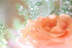 a1380_001293-thumbnail2.jpg